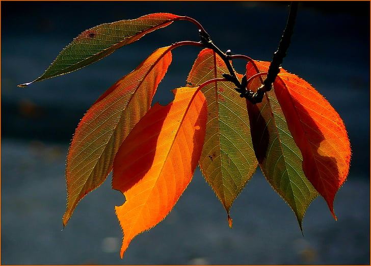 Осенью листва, Разноцветные листья, цвета осени, Осень, Золотая осень, листья, листья осенью