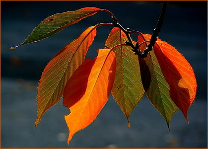 mùa thu lá, lá đầy màu sắc, màu sắc mùa thu, mùa thu, mùa thu vàng, lá, lá trong mùa thu