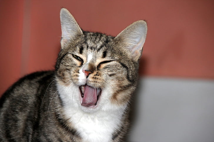kitten, yawns, cute, blinked, pet, animals, cat
