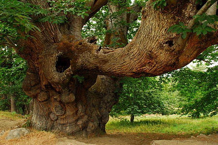 природата, дърво, хилядолетие, Ourense, Испания