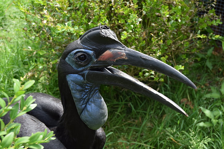 Ground hornbill Abessinier, fågel, dinosaurie