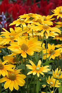 Puutarha, kukat, Keltaiset kukat, kukka puutarha, Puutarhanhoito, keltainen, Luonto