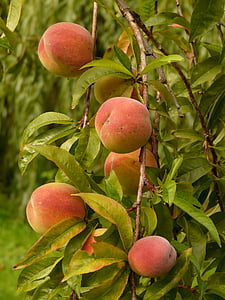 peaches, peach tree, malum persicum, fruit, ripe, juicy, eat