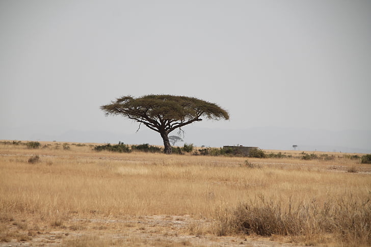 Африка, Кения, дърво, сафари, дива природа, Танзания, африкански