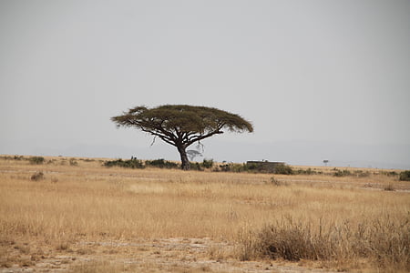 Afrika, Kenia, Baum, Safari, Tierwelt, Tansania, Afrikanische