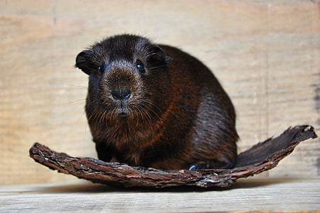 gold agouti, guinea pig, smooth hair, young animal, rodent, animal, nager