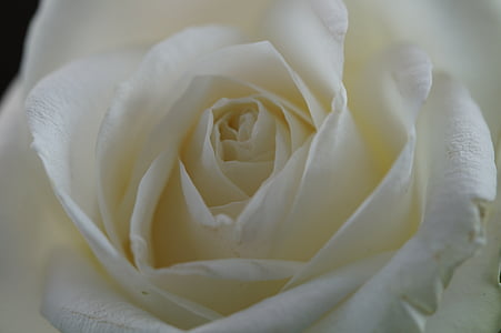 Rose, bela, cvet, cvet, cvet, blizu, Poroka