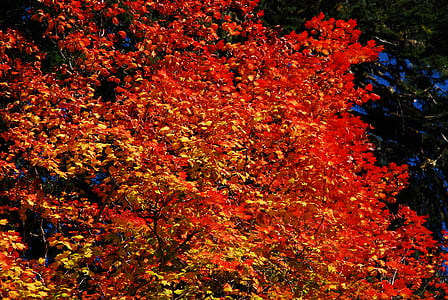 l’automne, feuilles d’automne, orange, automne, arbre, feuillage