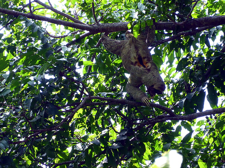 Lazy, hombre, Costa Rica