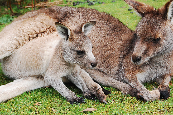 Kangaroo, Joey, Wallaby, vauva, Söpö, pussi, äiti
