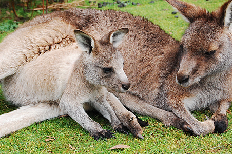 кенгуру, Джоуи, дребна порода кенгуру, бебе, Сладък, калъф, майка