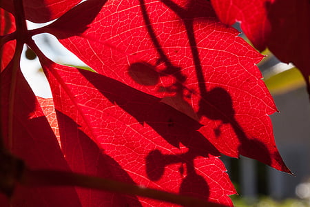 hösten, falla lövverk, gyllene höst, lämnar, blad i höst, färgglada, bakgrund