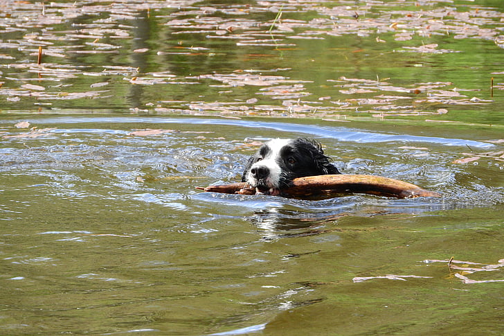 chien flottant, border collie, nager, aport