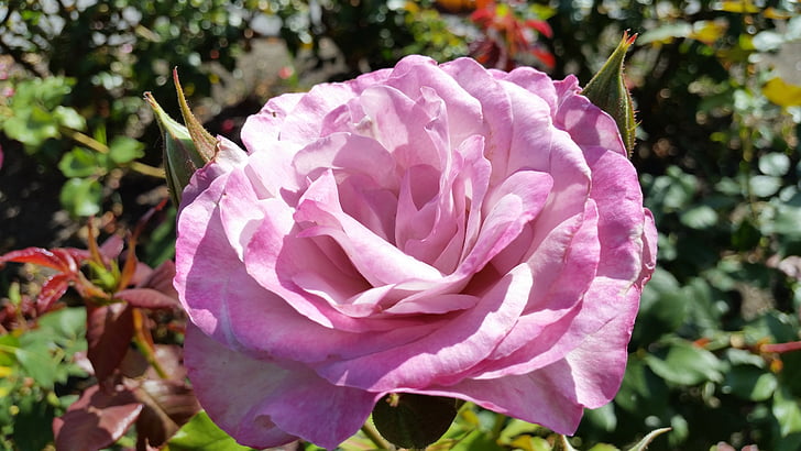 Rosa Púrpura, flor, roxo, levantou-se, floral, natureza, planta