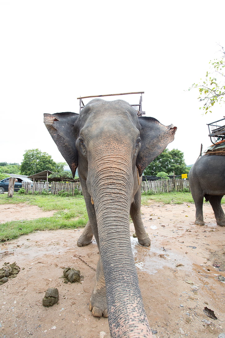 elefanti, positivo, Thailandia