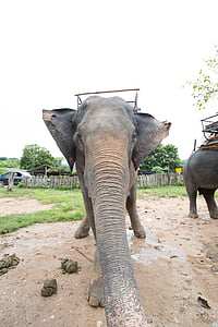 elefanter, positivt, Thailand