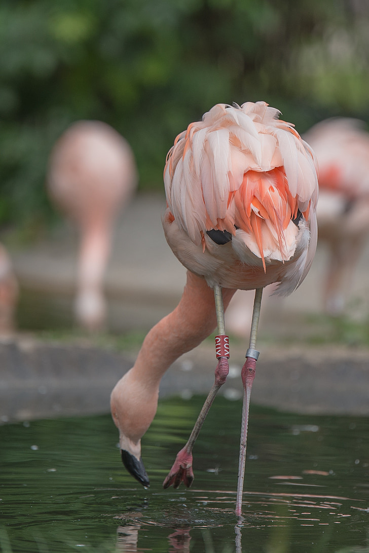 Flamingo, djur, Rosa, fågel, naturen, vatten fågel, Zoo