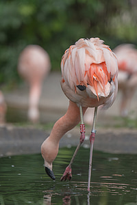 Flamingo, animal, -de-rosa, pássaro, natureza, ave aquática, jardim zoológico