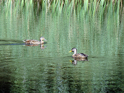 duck, wild ducks, pond, lake, reeds, reflection, glitter