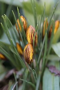 crocus, garden, end of winter, bud, early bloomer, spring, yellow