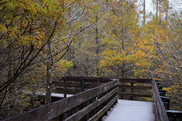 passerelle, automne, chemin d’accès, nature, sentier, bois, l’automne