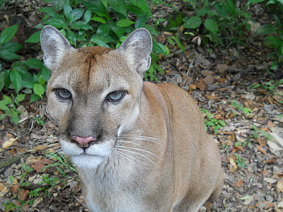 Puma, gato, vida selvagem, predador, animal