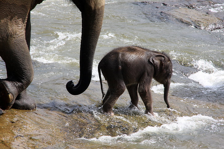 elefant, Baby elephant, Snabel, djur, däggdjur, Sri lanka