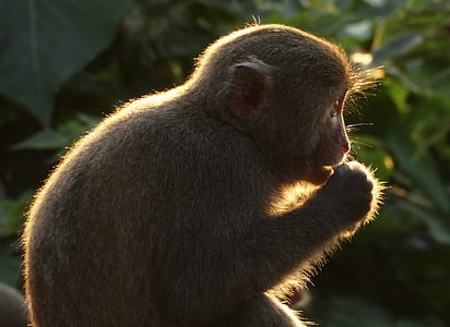 Taiwan aper, Shoushan, macaque, Taiwan, shibayama, Kaohsiung
