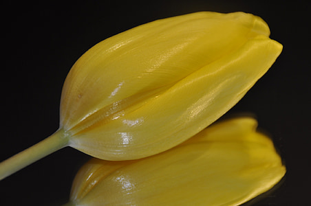 Tulipa, amarelo, cartaz, Ana lina artline, Primavera