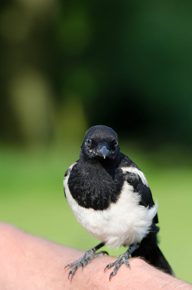 elster, young bird, hand rearing, small magpie, bird, animal, nature