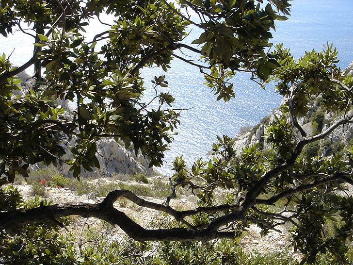 Cove, mer, végétation, méditerranéenne, nature, bleu, arbre
