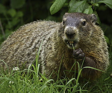Groundhog, động vật hoang dã, Thiên nhiên, động vật gặm nhấm, lông thú, mặt đất, cỏ