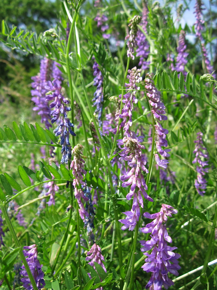 Vicia villosa, vikev chlupatá, Vetchi krmiva, Zimní setý, wildflower, Flora, kvetoucí