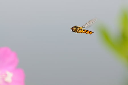 hoverfly, côn trùng, bay, một trong những động vật, chủ đề động vật, động vật hoang dã, động vật hoang dã