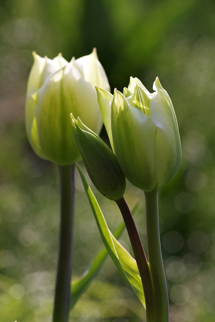 Tulipa, verd, doble, flor, sola, jardí, Rosa