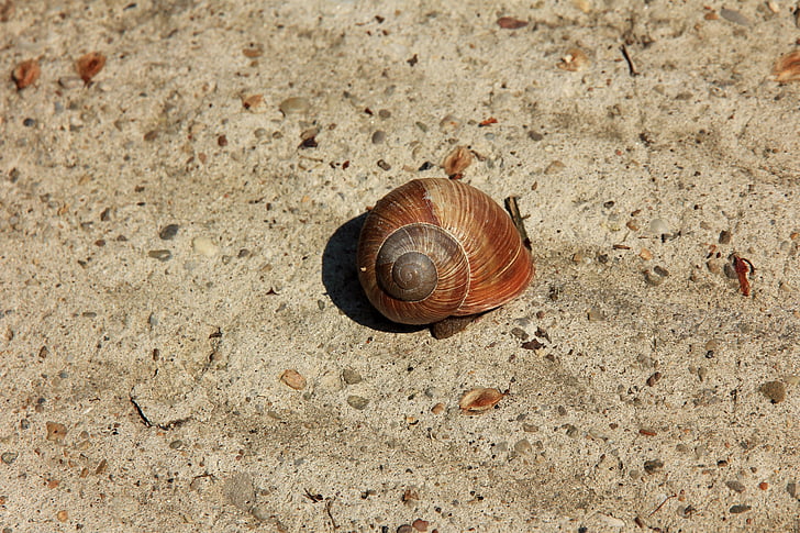 snail, conch, sand, shell, rhinestones