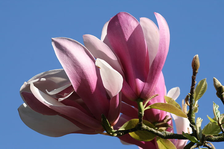 Magnolia, pohon, bunga, merah muda