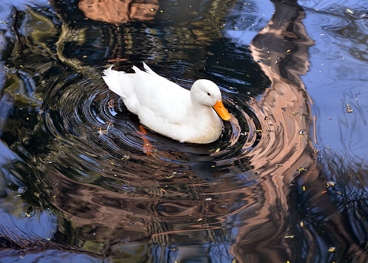 white swan, water, swimming, pond