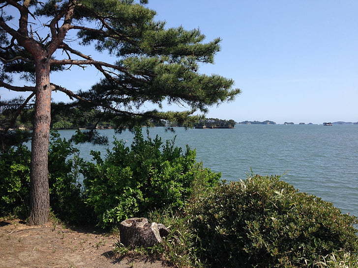 Matsushima līcis, priede, jūra, daba, koks, krasta līnija, vasaras