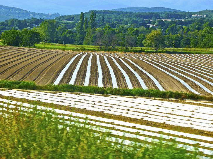 crop, rows, agriculture, field, farm, food, plant