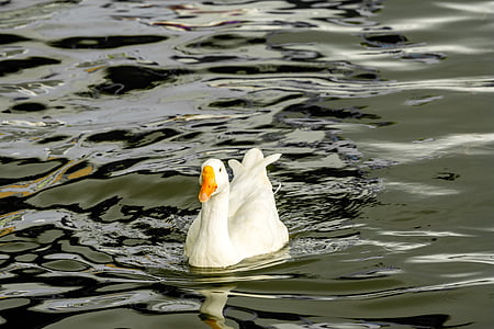 Swan, vták, plávajúce vtáky, Divoký život, zviera, Príroda, jazero