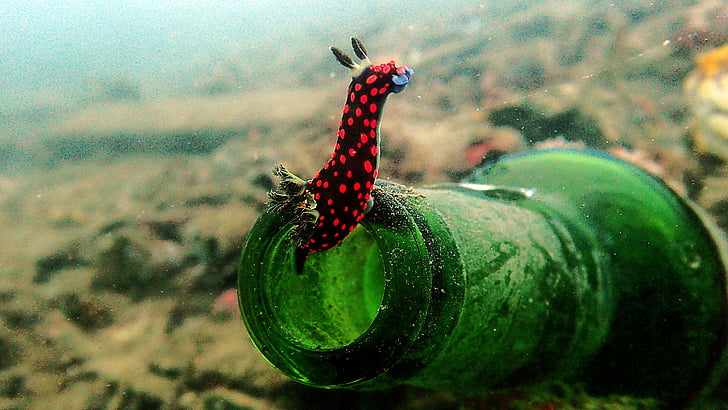 nudibranquio, Nembrotha, buceo, bajo el agua, macro, Indonesia, Lembeh