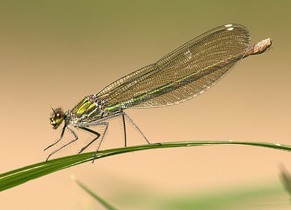 close-up, damselfly, insect, leaf, macro, nature, plant