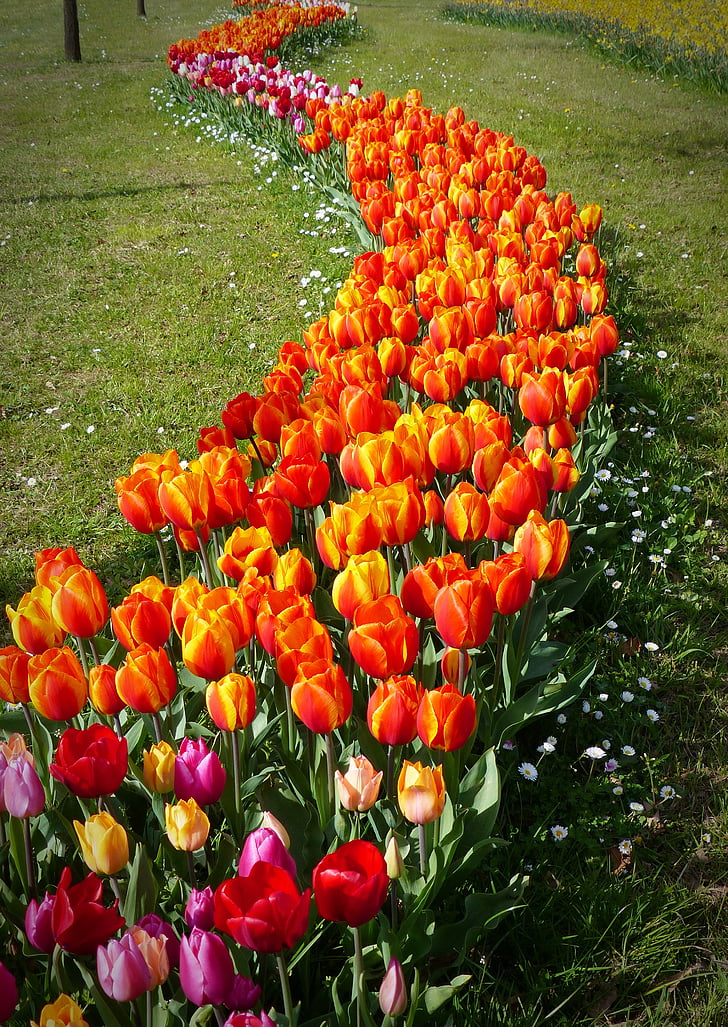 Tulip, Hoa tulip, Hoa, mùa xuân hoa, lĩnh vực Tulip, màu da cam, nở hoa