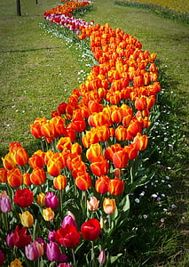 Tulip, Tulipaner, blomst, forårsblomst, Tulip felter, orange, Bloom