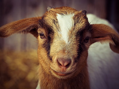 goat, animal, farm, lambs, creature, enclosure, white goat
