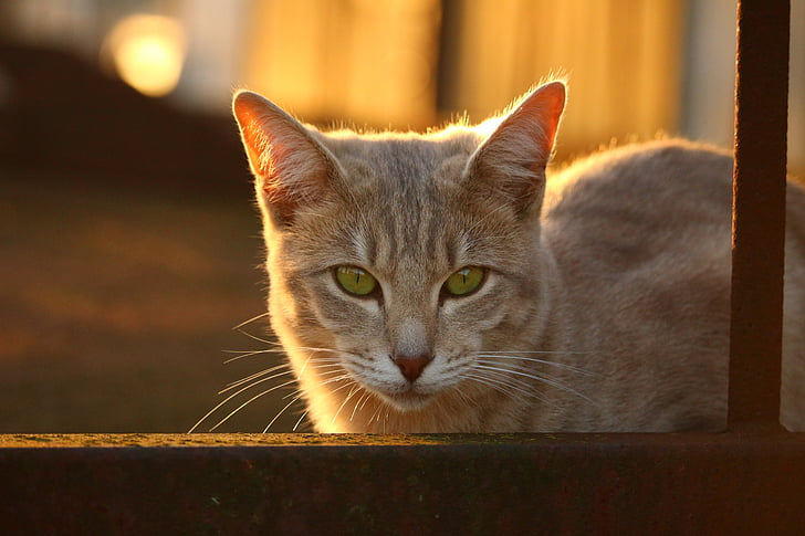 con mèo, mùa thu, thép không rỉ, buổi tối ánh sáng, mặt trời, khuôn mặt mèo, giống chó mèo