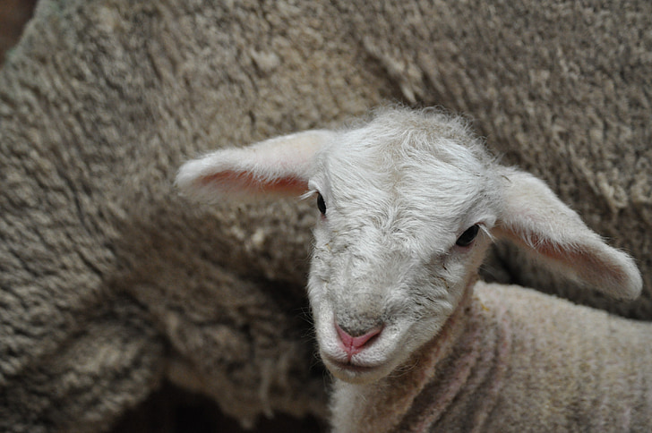 lamb, sheep, baby, cute, farm, mammal, domestic