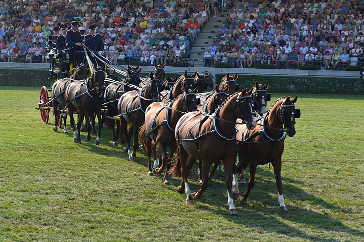 mares, coach, carriage, stallion parade, neustadt dosse, horse, sport