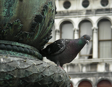 pigeon, bird, wild, looking, perched, portrait, nature